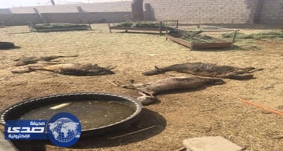 بالصور.. نفوق 25 ماشية بسبب حريق في محول كهرباء ببيشة