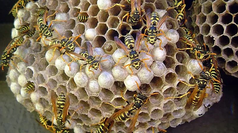 رجل يعود إلى منزله بعد سنوات ليجد منظر مرعب