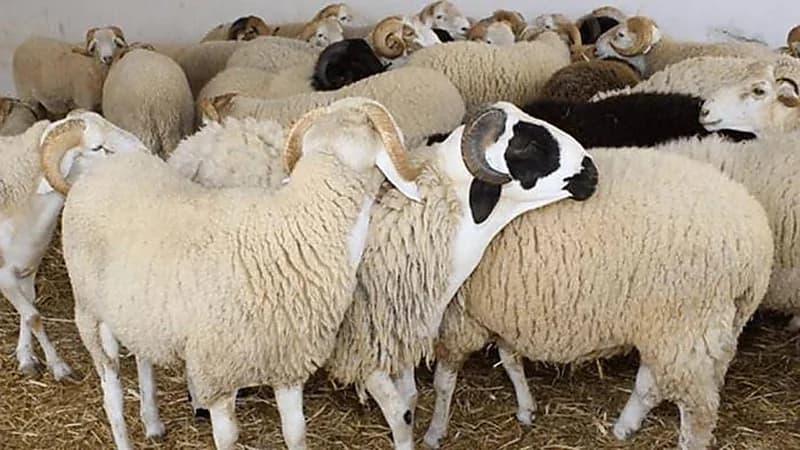 شاهد.. مستثمر في بيع المواشي: هناك من يغش باستخدام الماء والملح لزيادة وزن الأضحية