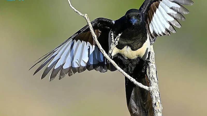 العقعق العسيري يواجه شبح الانقراض وغرامة 100 ألف ريال لحمايته