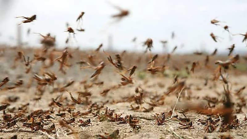 «البيئة» تواصل مكافحة الجراد الصحراوي في مساحة تزيد عن 2400 هكتار