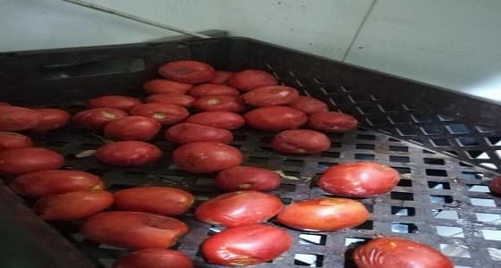 بالصور.. إتلاف 16 كم من المواد الغذائية غير الصالحة للاستهلاك الآدمي بالمدينة