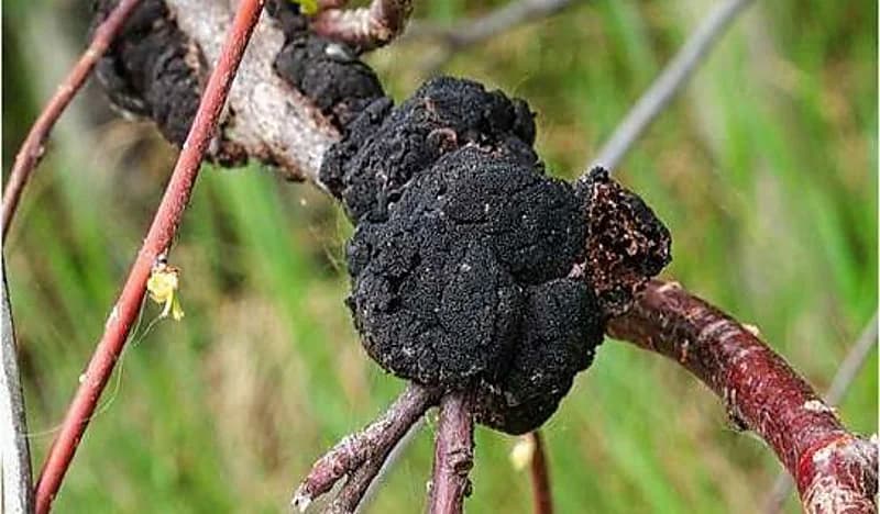 تحذير من وزارة الصحة المصرية بشأن الفطر الأسود