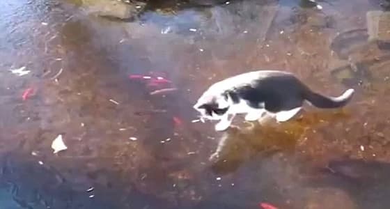 فيديو طريف لقطة تطارد أسماك ببحيرة متجمدة