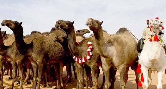 استبعاد إبل حقنت بـ " البوتكس " من " المزايين " تجذب اهتمام الإعلام العالمي