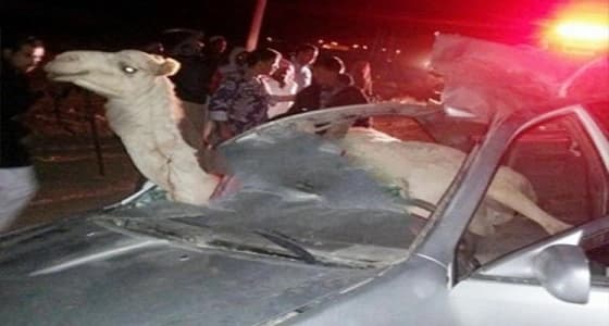 وفاة شخص وإصابة اثنين آخرين بسبب " جمل سائب "