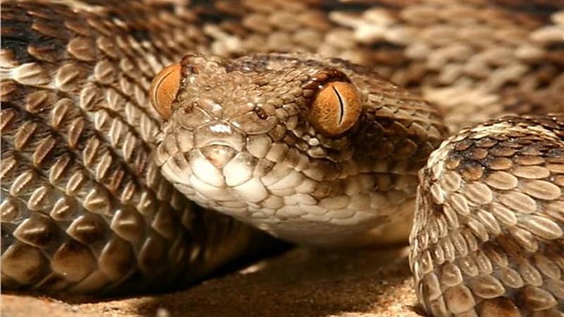 اكتشاف ثعبان سام يسبب الإعاقة لضحاياه