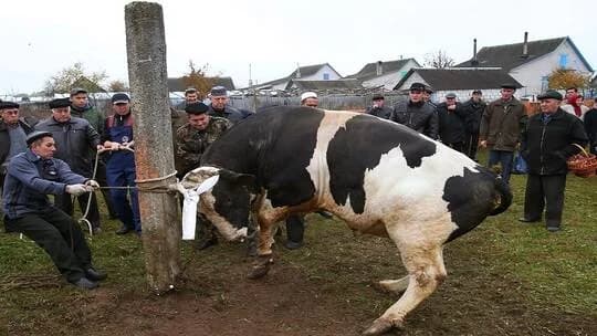 بالفيديو.. عجل يهرب إلى الشارع خشية من ذبحه في العيد
