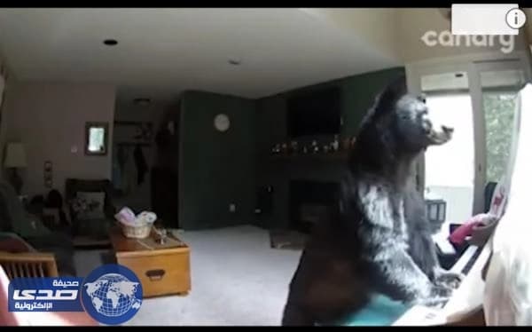 بالفيديو.. دب يقتحم منزلاً ويعزف على البيانو