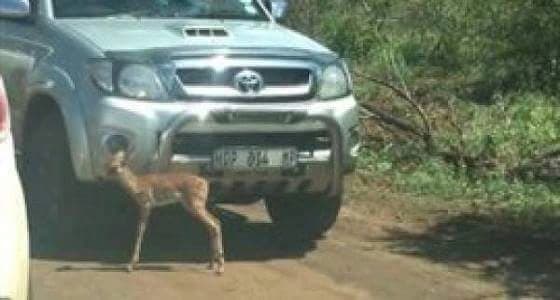 بالفيديو. .لحظة اقتناص فهد لغزالة أمام مجموعة سياح
