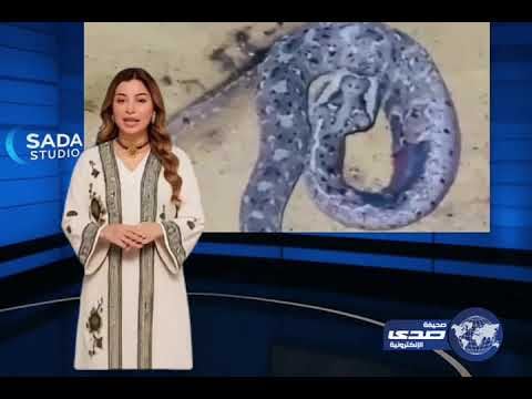 العثور على ثعبان في قرية العينة بمركز ردوم بعسير برأس يحمل ملامح وجه امرأة