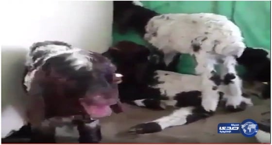 بالفيديو..  إنسانية راعي أغنام تدفعه لإدخال صغار الغنم خيمته من شدة الحر