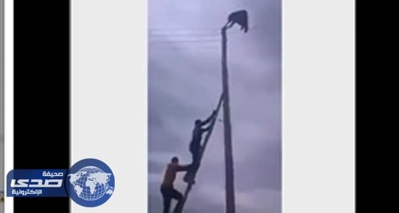بالفيديو.. إنقاذ رجل تعلق بأسلاك كهربائية رافضًا تركها