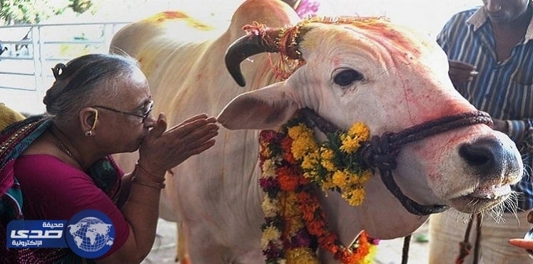 بالفيديو.. هندوسيون يعتدون بالضرب على مسلم لنقله أبقاراً للمذبح