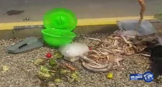 تداول فيديو يظهر ثعابين فى حقيبة حاج مصري