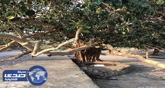 جدران حماية لـ«تألقة قنا» أضخم شجرة في عسير