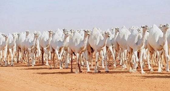 " التجميل والبوتكس " يجتاح عالم الإبل