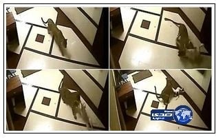 بالفيديو.. كلب يثير الذعر في مدرجات ملعب مباراة بالدرجة الثانية