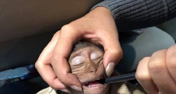 بالصور.. كوب قهوة يتسبب في إغماء قرد