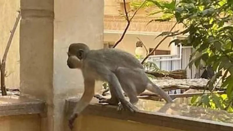 قرد هارب يتسبب في كارثة ويمزق أذن امرأة