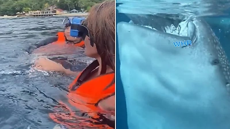 شاهد .. كائن بحري ضخم يرعب سيدات