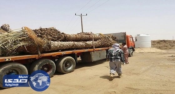 200 ألف ريال عقوبة تنتظر 4 سيارات نقلوا النخيل بطريقة مخالفة بالرياض