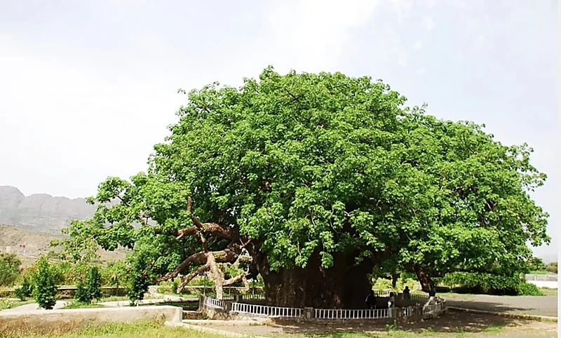 تعز اليمنية تتحرك لإنقاذ شجرة الغريب المعمرة بعد تعرضها لانشقاق خطير