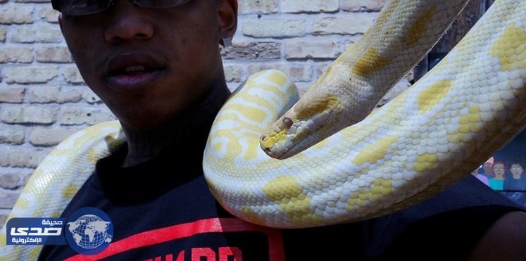 بعد فقدانه لمدة أسبوعين.. ثعبان سام يعود لصاحبه