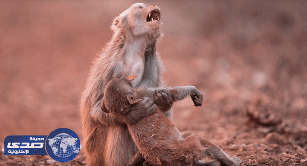 بالصورة.. بٌكاء قردة عقب أغماء رضيعها وظنها أنه مات