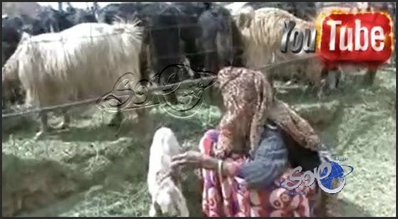 بالفيديو : مُعمره سعودية تبحث عن مرعى لأغنامها وسط مضايقات من البلدية والزراعه