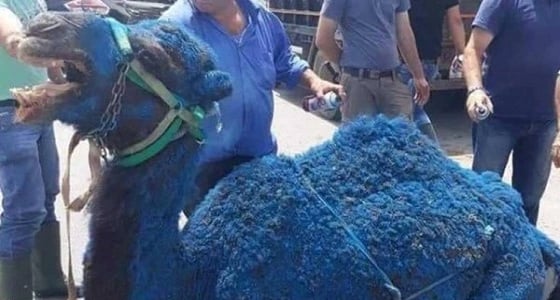 قبل أيام من الانتخابات البرلمانية.. حيوانات زرقاء تغزو شوارع لبنان