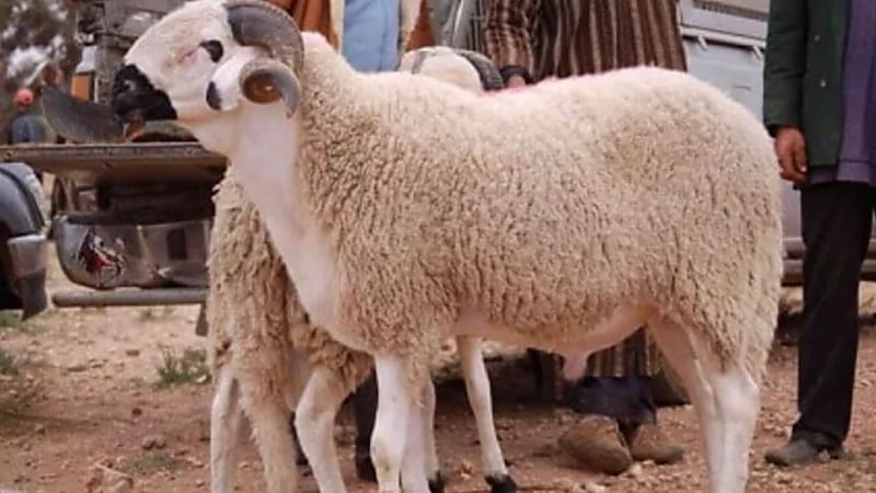 كيفية تجنب الإصابة أثناء ذبح الأضحية