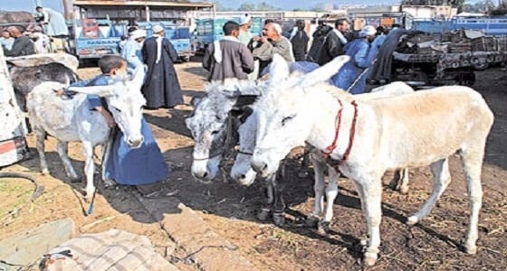 وزارة الزراعة المصرية تحذر من انقراض الحمير بعد انتشار الذبح العشوائي