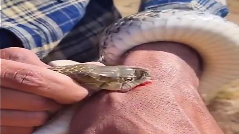 شاهد.. مختص بإمساك الثعابين يشرح طريقة الإمساك و فجأة عضّه ثعبان