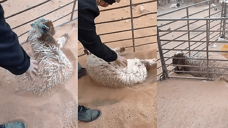 شاهد.. راعي أغنام يعثر على خروف مختفي من مزرعته في مكان غير متوقع