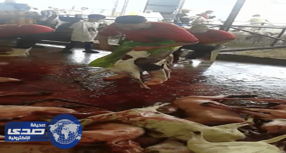 بالفيديو والصور.. أمانة العاصمة توضح حقيقة مقطع الذبح غير الشرعي