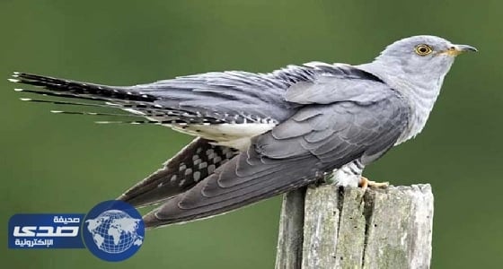 عالم طيور بريطاني: " الوقواق " طائر مخادع