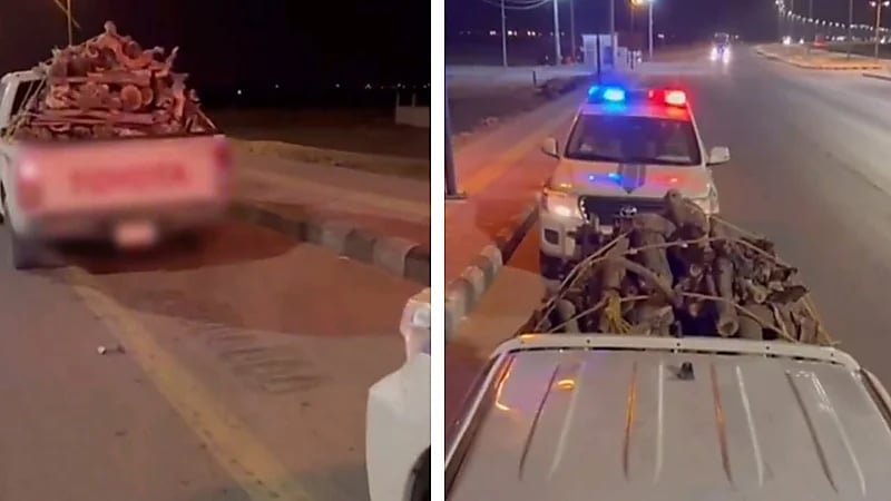 ضبط مخالفًا لنظام البيئة بحوزته حطب محلي معروض للبيع .. فيديو