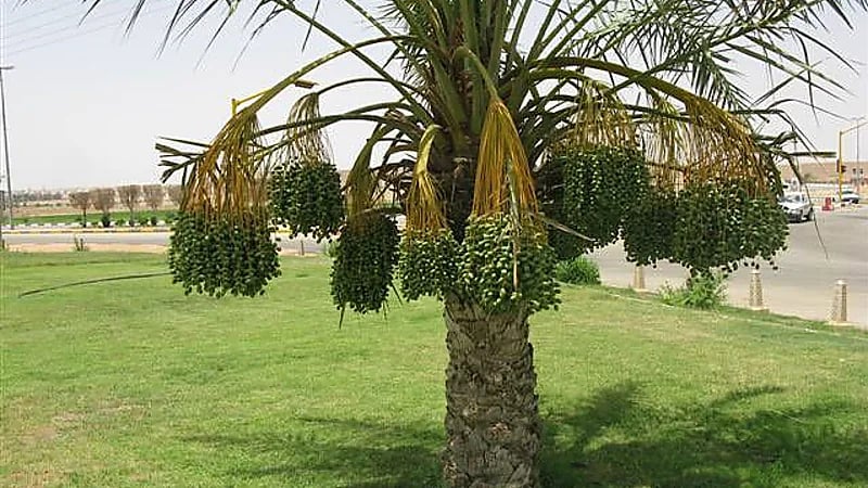 الحصيني: اليوم بداية فصل الربيع وأول أيام الذراعين