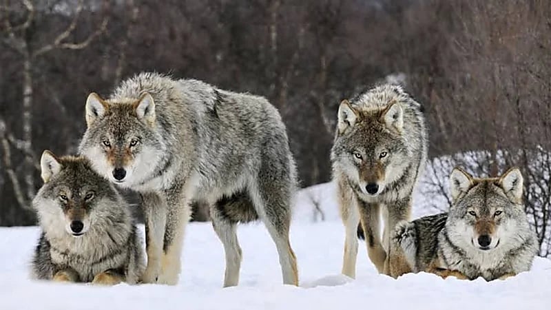 قطيع ذئاب تمزق جسد فتاة وتنهي حياتها