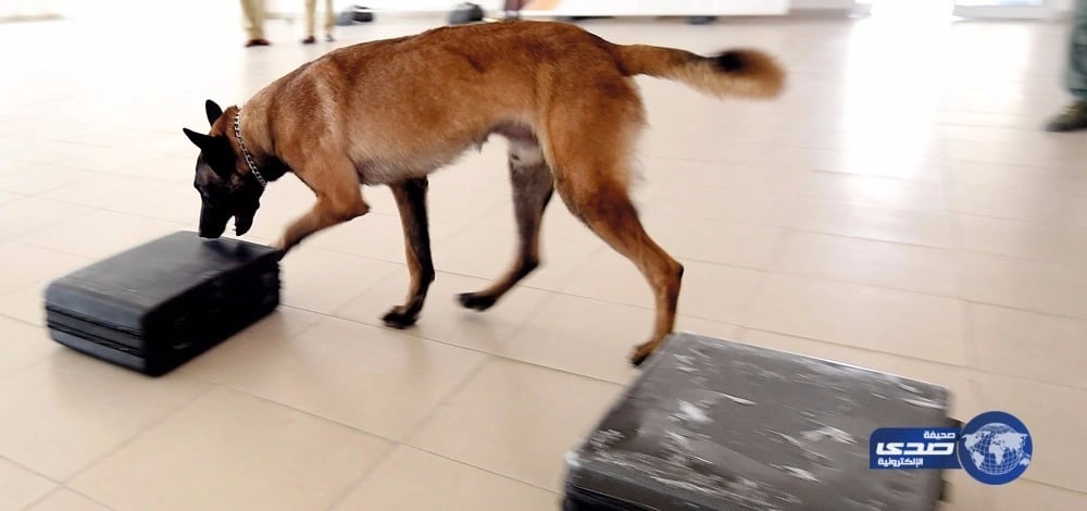 دبي تدرب الكلاب البوليسية على استخدام التكنولوجيا للكشف عن القضايا المعقدة