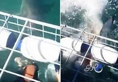 بالفيديو.. لحظات مرعبة لزوجين أمام قرش جائع حاول التهامهما