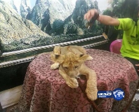 5 آلاف ريال مكافأة لمن يقدم معلومات عن "شبل" مسروق بالطائف