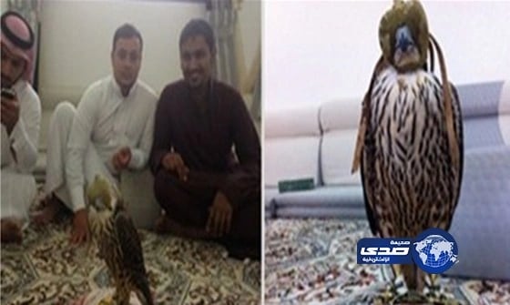 اصطياد شيهانة بالحدود الشمالية متوقع لها ان تباع بأكثر من المائة الف ريال