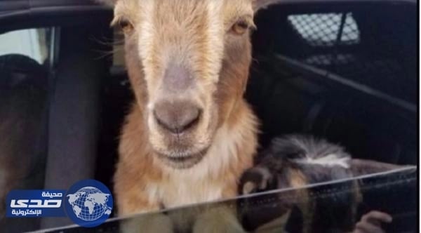 بريطاني يصطحب زوجاً من الماعز بجولة ترفيهية بسيارته