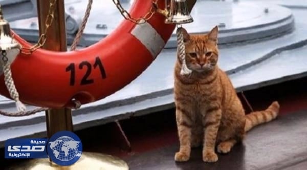 " قطة " تُسافر من روسيا لسوريا بسفية حربية
