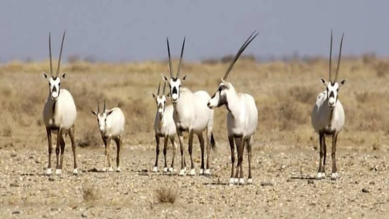 إطلاق 90 كائنًا فطريًا مهددًا بالانقراض