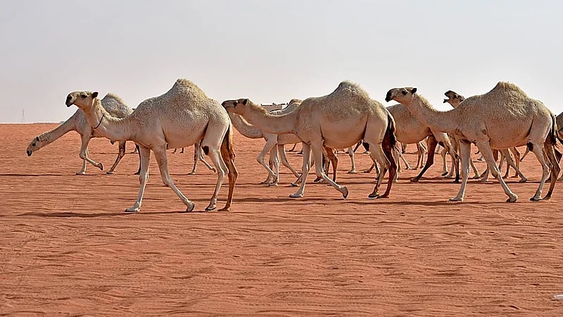 بالفيديو .. البيئة: عقوبة إهمال ملاك الإبل قد تصل إلى القضاء