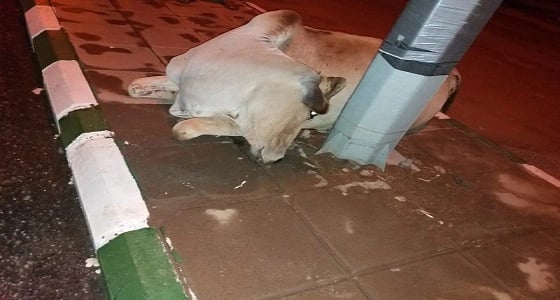 " ثور " يلقى حتفه بسبب صعق كهربائي في بارق