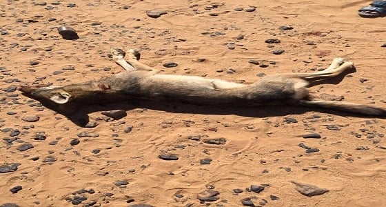 بالصور.. مواطن يقتل ذئبًا بعد معاناة مربي الماشية في الأفلاج